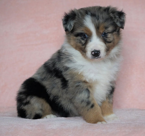 Australian Shepherd For Sale Baltic, OH Male - Bolt -CHECK OUT OUR VIDEO-