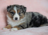 Australian Shepherd For Sale Baltic, OH Male - Bolt -CHECK OUT OUR VIDEO-