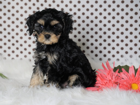 ICA Registered Cavapoo For Sale Fredericksburg, OH Male- Cadan