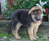 AKC Registered German Shepherd For Sale Baltic, OH Female- Lindsay