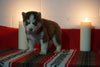 AKC Registered Siberian Husky For Sale Fredericksburg, OH Male- Dozer