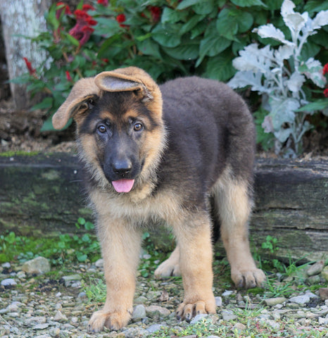 AKC Registered German Shepherd For Sale Baltic, OH Female- Lindsay