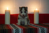 AKC Registered Siberian Husky For Sale Fredericksburg, OH Female- Debbie