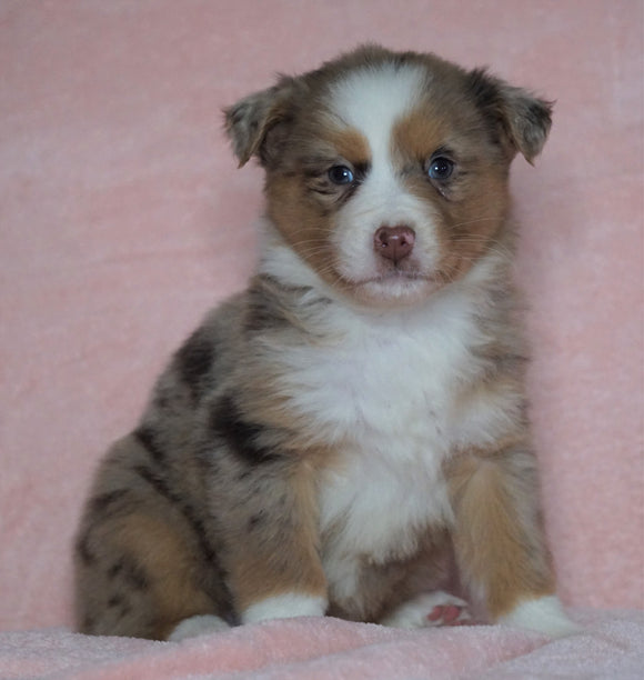Australian Shepherd For Sale Baltic, OH Female - Tinker Bell -BLUE EYES-CHECK OUT OUR VIDEO-