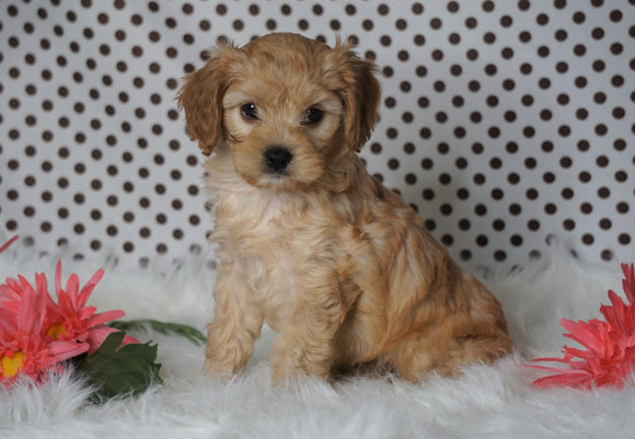 ICA Registered Cavapoo For Sale Fredericksburg, OH Male- Chico