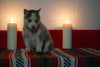 AKC Registered Siberian Husky For Sale Fredericksburg, OH Male- Diesel