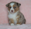 Australian Shepherd For Sale Baltic, OH Female - Tinker Bell -BLUE EYES-CHECK OUT OUR VIDEO-