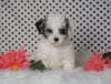 ICA Registered Miniature Poodle For Sale Fredericksburg, OH Male- Manny