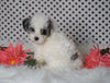 ICA Registered Miniature Poodle For Sale Fredericksburg, OH Male- Manny