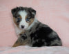 Australian Shepherd For Sale Baltic, OH Male - Rubble  -BLUE EYES-CHECK OUT OUR VIDEO-