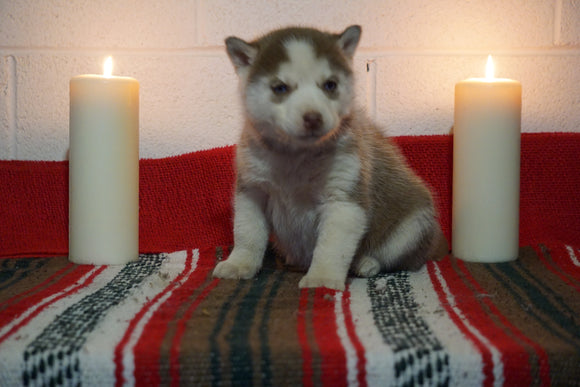 AKC Registered Siberian Husky For Sale Fredericksburg, OH Female- Damaris