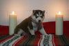 AKC Registered Siberian Husky For Sale Fredericksburg, OH Female- Daisy