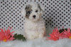 ICA Registered Miniature Poodle For Sale Fredericksburg, OH Male- Mason