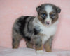 Australian Shepherd For Sale Baltic, OH Male - Marshall  -BLUE EYES-CHECK OUT OUR VIDEO-