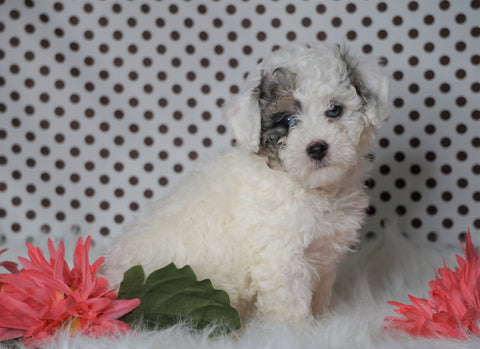ICA Registered Miniature Poodle For Sale Fredericksburg, OH Male- Mason