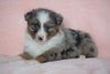Australian Shepherd For Sale Baltic, OH Male - Marshall  -BLUE EYES-CHECK OUT OUR VIDEO-