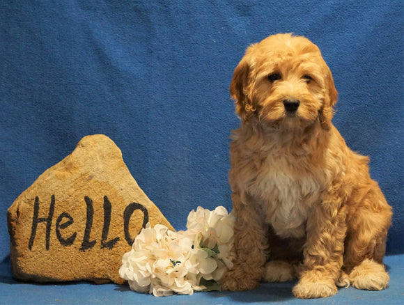 F1B Mini Goldendoodle For Sale Holmesville, OH Female - Buttercup
