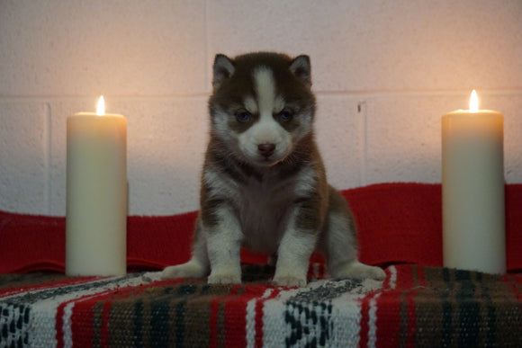 AKC Registered Siberian Husky For Sale Fredericksburg, OH Female- Danielle