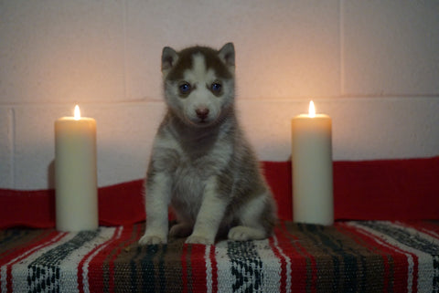 AKC Registered Siberian Husky For Sale Fredericksburg, OH Male- Dual