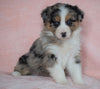 Australian Shepherd For Sale Baltic, OH Female - Elsa  -BLUE EYES-CHECK OUT OUR VIDEO-