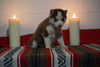 AKC Registered Siberian Husky For Sale Fredericksburg, OH Female- Darla