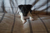 Toy Fox Terrier For Sale Millersburg, OH Female- Molly