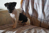 Toy Fox Terrier For Sale Millersburg, OH Female- Molly