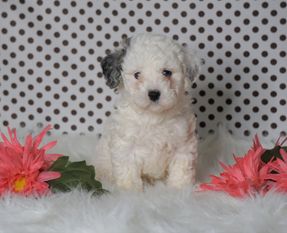 ICA Registered Miniature Poodle For Sale Fredericksburg, OH Male- Meeko
