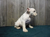 AKC Registered English Bulldog White Fresno Ohio Female Sheila