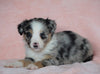 Australian Shepherd For Sale Baltic, OH Female - Mary -CHECK OUT OUR VIDEO-