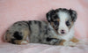 Australian Shepherd For Sale Baltic, OH Female - Mary -CHECK OUT OUR VIDEO-