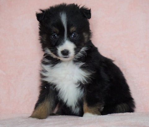 Australian Shepherd For Sale Baltic, OH Female - Jenny- CHECK OUT OUR VIDEO-