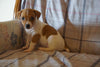 Toy Fox Terrier For Sale Millersburg, OH Male- Chief
