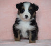Australian Shepherd For Sale Baltic, OH Male - Rocky -CHECK OUT OUR VIDEO-
