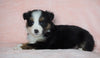 Australian Shepherd For Sale Baltic, OH Male - Rocky -CHECK OUT OUR VIDEO-