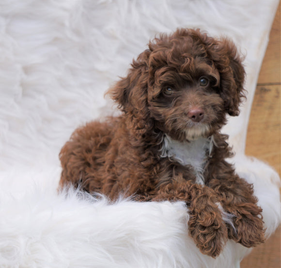 Cockapoo Puppy For Sale Dundee, OH Male- Grant