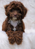 Cockapoo Puppy For Sale Dundee, OH Male- Grant