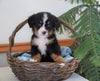 AKC Registered Bernese Mountain Dog For Sale Shiloh, OH Male- Bradley