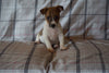 Toy Fox Terrier For Sale Millersburg, OH Male- Sparky