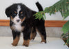 AKC Registered Bernese Mountain Dog For Sale Shiloh, OH Male- Bradley
