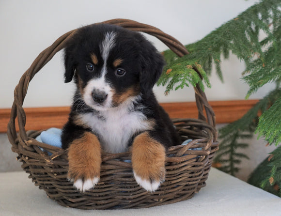 AKC Registered Bernese Mountain Dog For Sale Shiloh, OH Male- Bruce