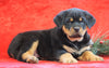 AKC Registered Rottweiler For Sale Holmesville, OH Male - Albert