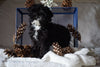 Cockapoo For Sale Millersburg, OH Female- Wren