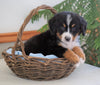 AKC Registered Bernese Mountain Dog For Sale Shiloh, OH Male- Bruce