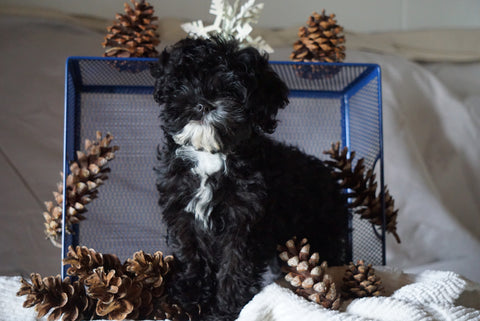 Cockapoo For Sale Millersburg, OH Female- Wren