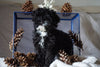 Cockapoo For Sale Millersburg, OH Female- Wren