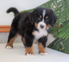 AKC Registered Bernese Mountain Dog For Sale Shiloh, OH Male- Bruce