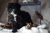 Cockapoo For Sale Millersburg, OH Female- Wren