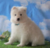 AKC Registered Samoyed For Sale Fredericksburg, OH Male - Snowball