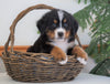 AKC Registered Bernese Mountain Dog For Sale Shiloh, OH Male- Baxter